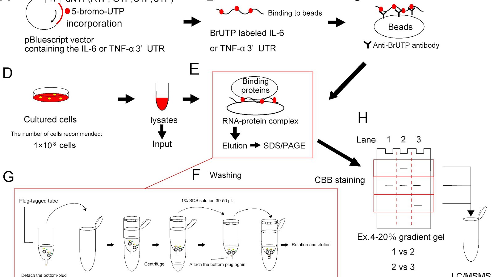 Serum protein electrophoresis Protein Choices