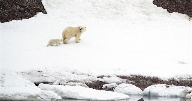 Baby polar bear hitches a ride on mom's back, cute baby polar bear, polar bear