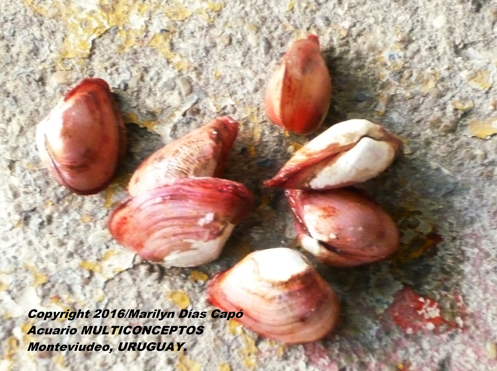 larvas
