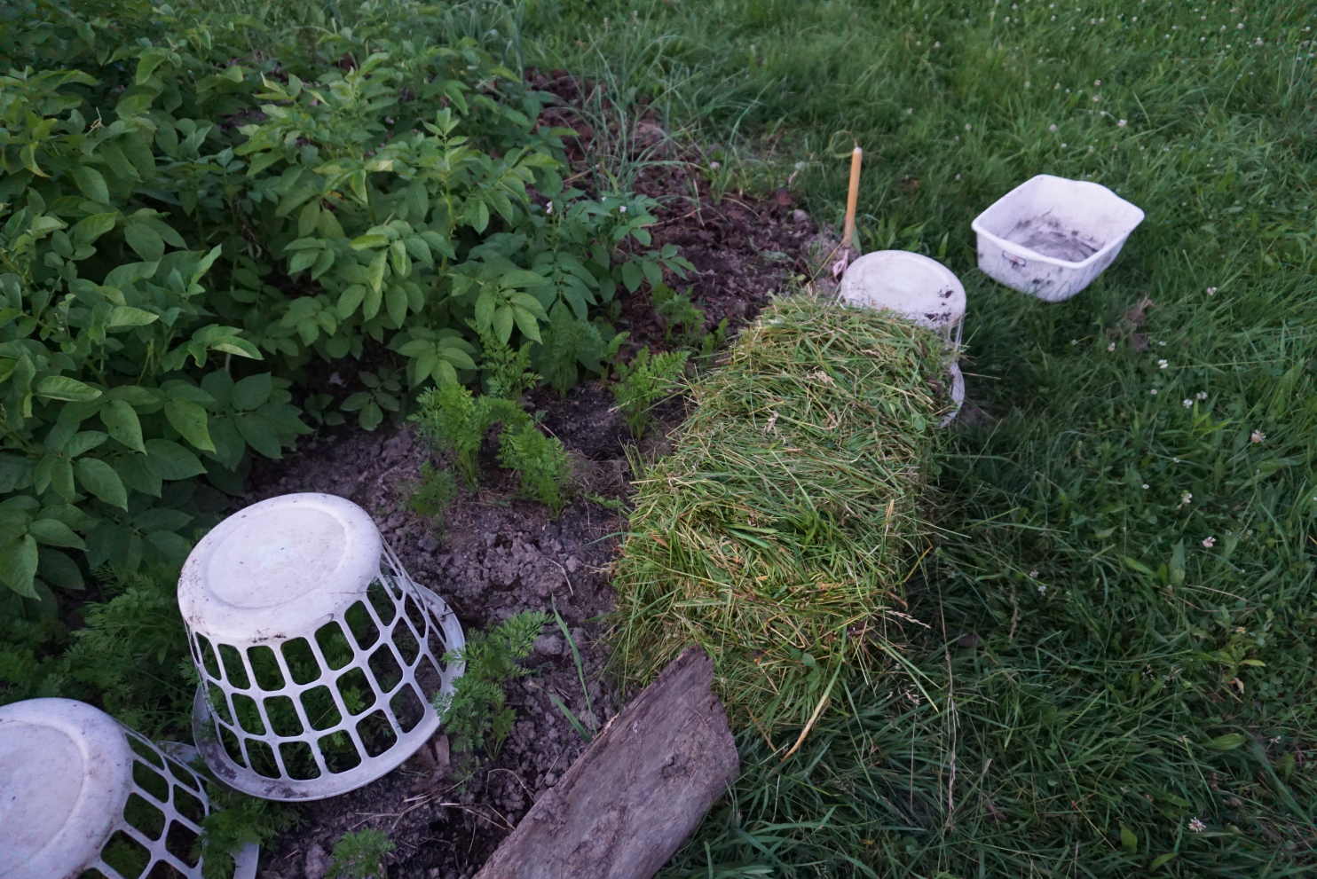 Larry Zoro 6/8/15 Rabbit Protection