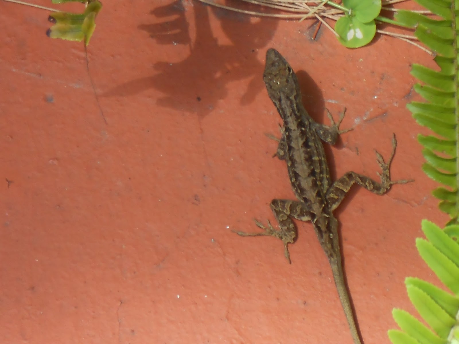 LRC Digital Newsletter: Common South Florida Lizards