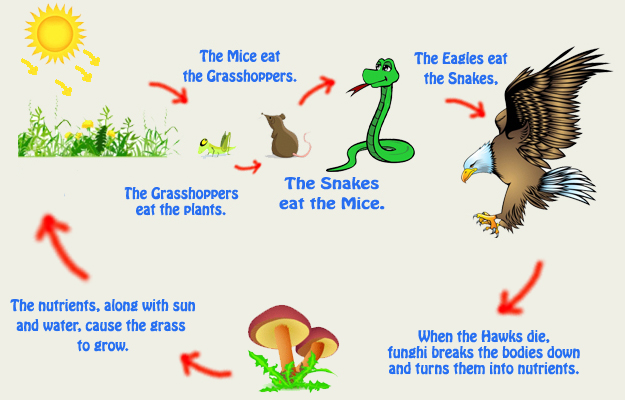 Food Chain Of A Worm Biology Diagrams