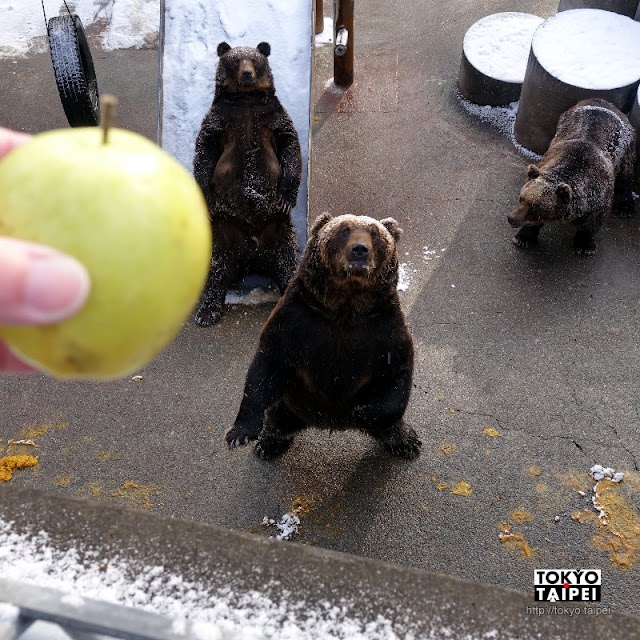 【昭和新山熊牧場】棕熊萌萌乞食　可以丟蘋果和餅乾給熊吃