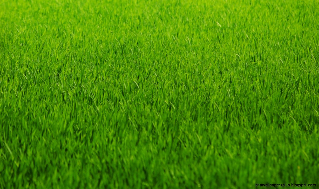 grass wallpaper 7
