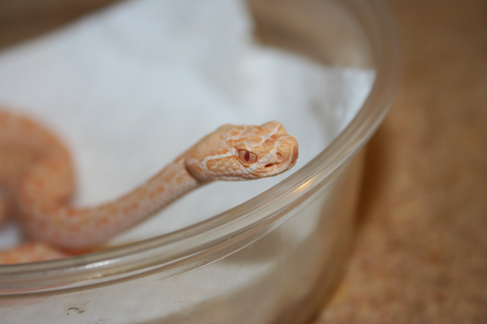 albino+crotalus+viridis