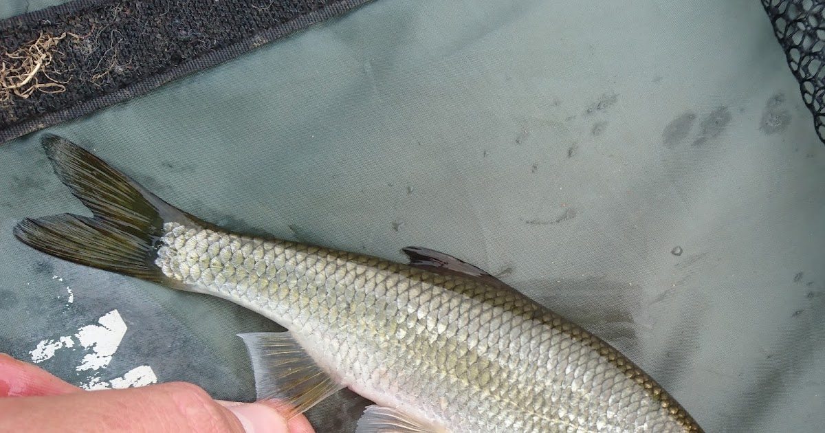 Ben Bassett Fishing Canal Pike & Slob Trout