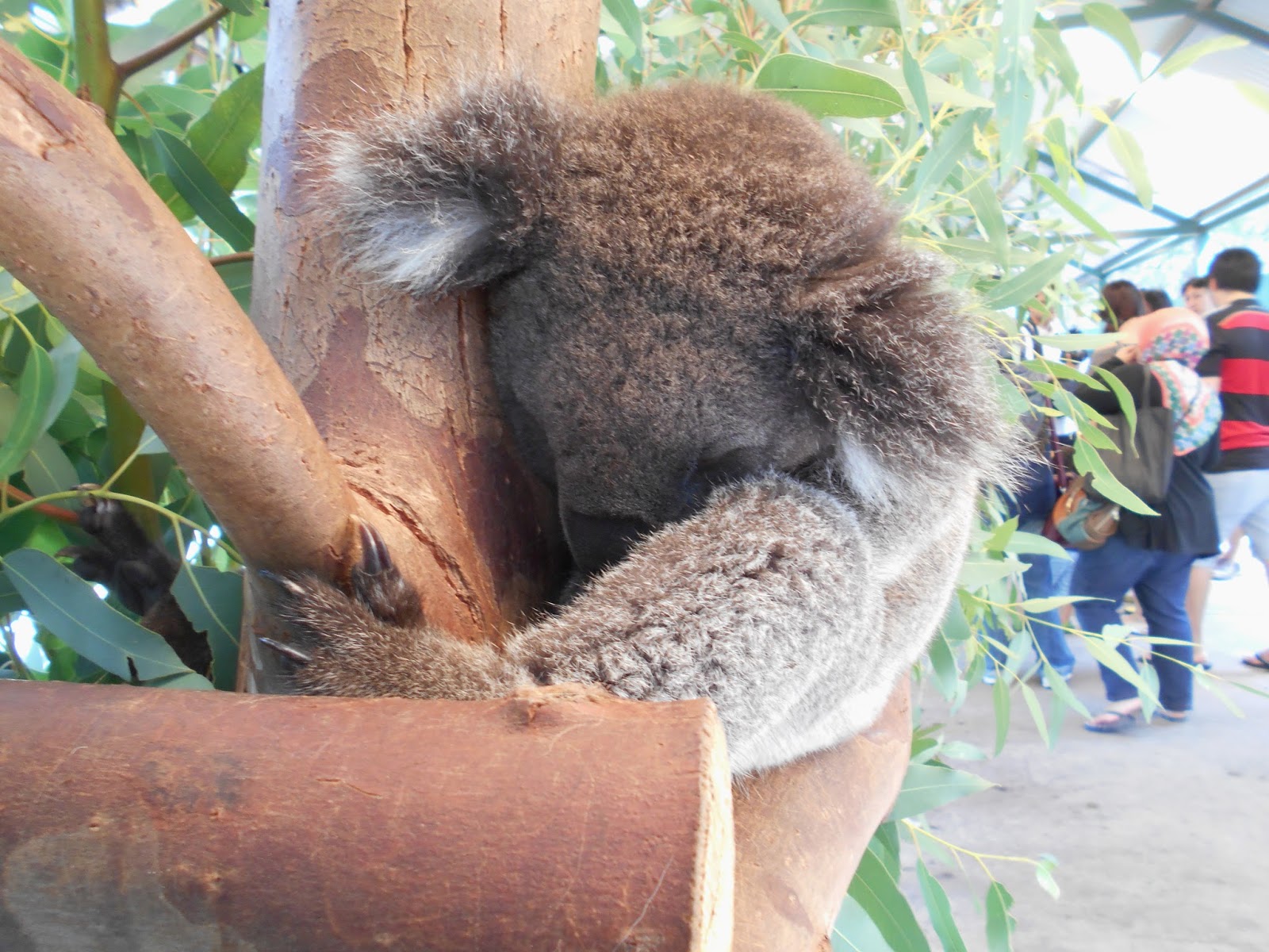 Backpackers ke Perth, Western Australia: Kangaroo dan Koala di ...