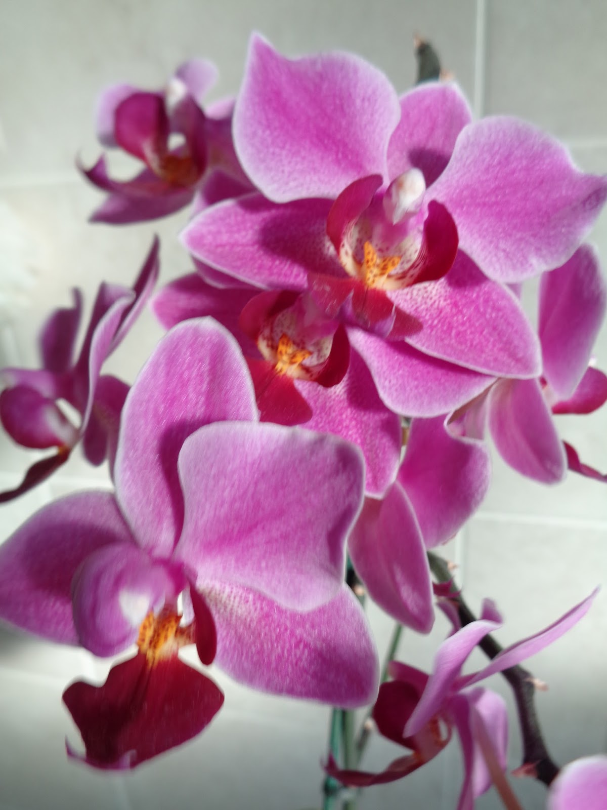 How do You Make Orchids Flower Again?