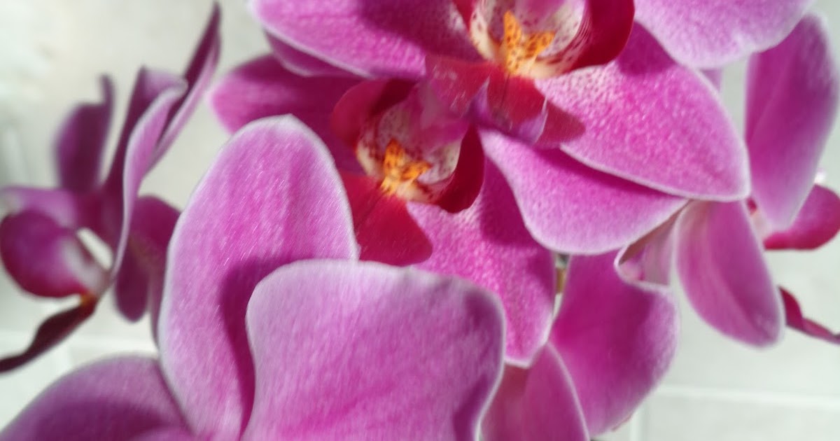 How do You Make Orchids Flower Again?