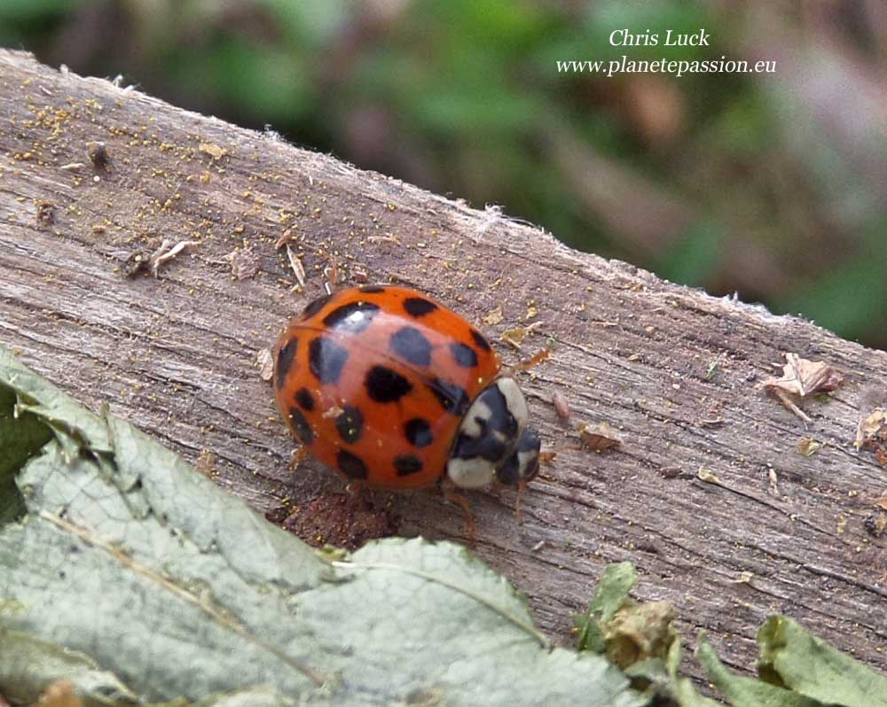 French wildlife and beekeeping Ladybirds in France including the Asian