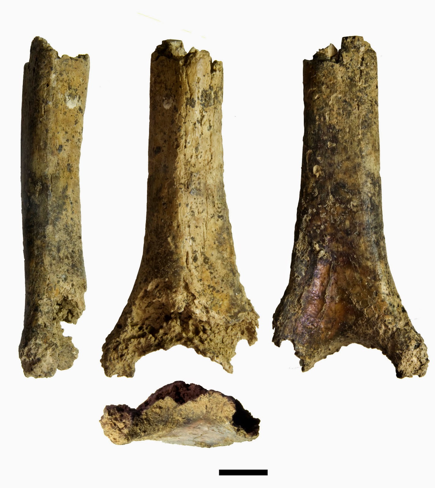 Neanderthal mandible and humerus found in the Cova del Gegant in Sitges