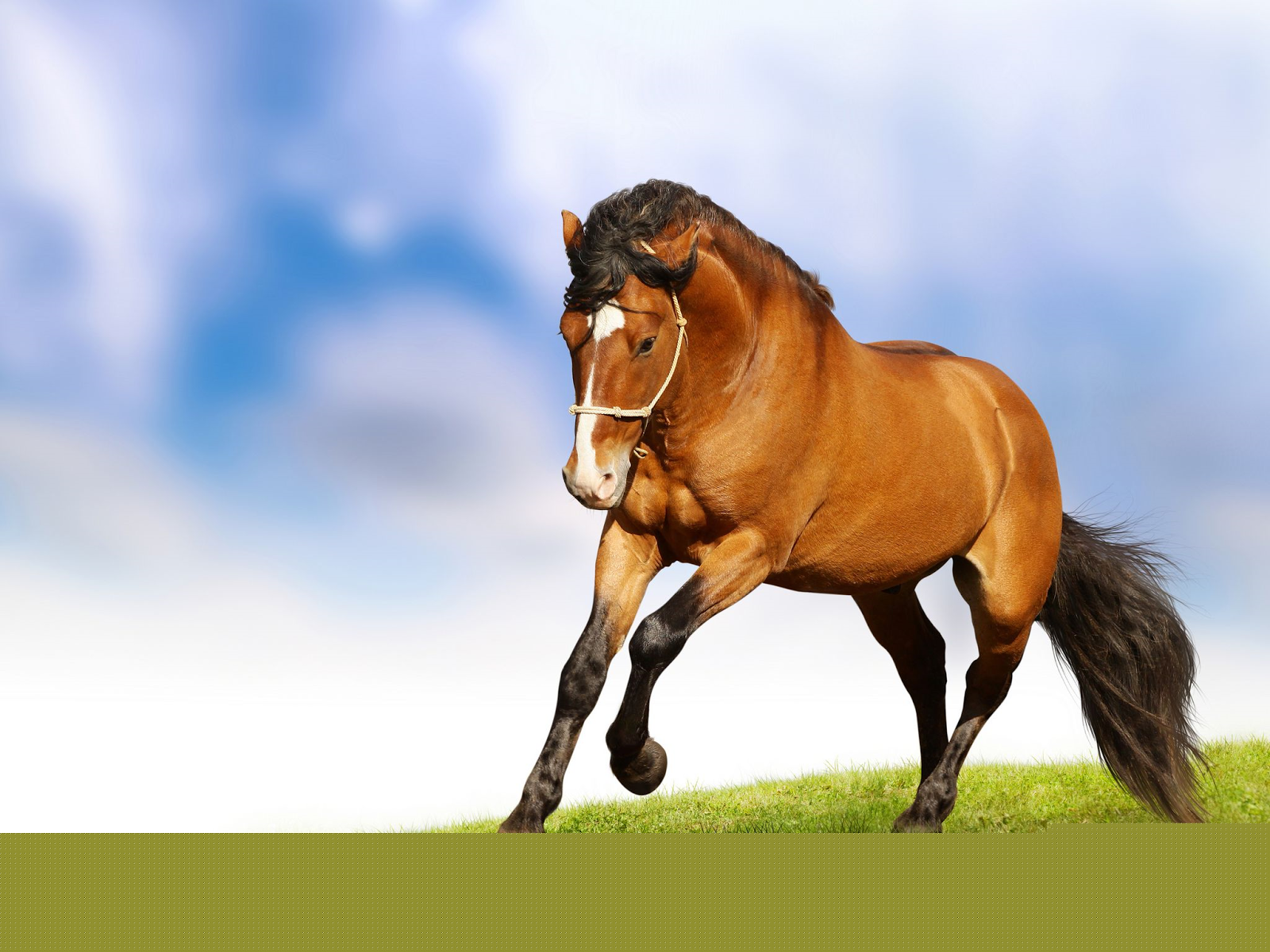 Letest and best Horse  Animals HD  Wallpapers  Download  