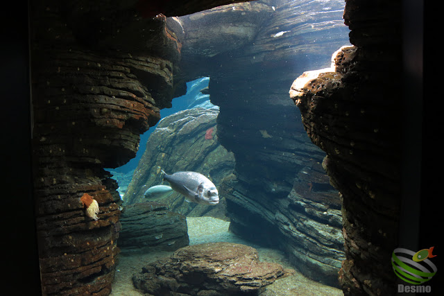 リスボン水族館