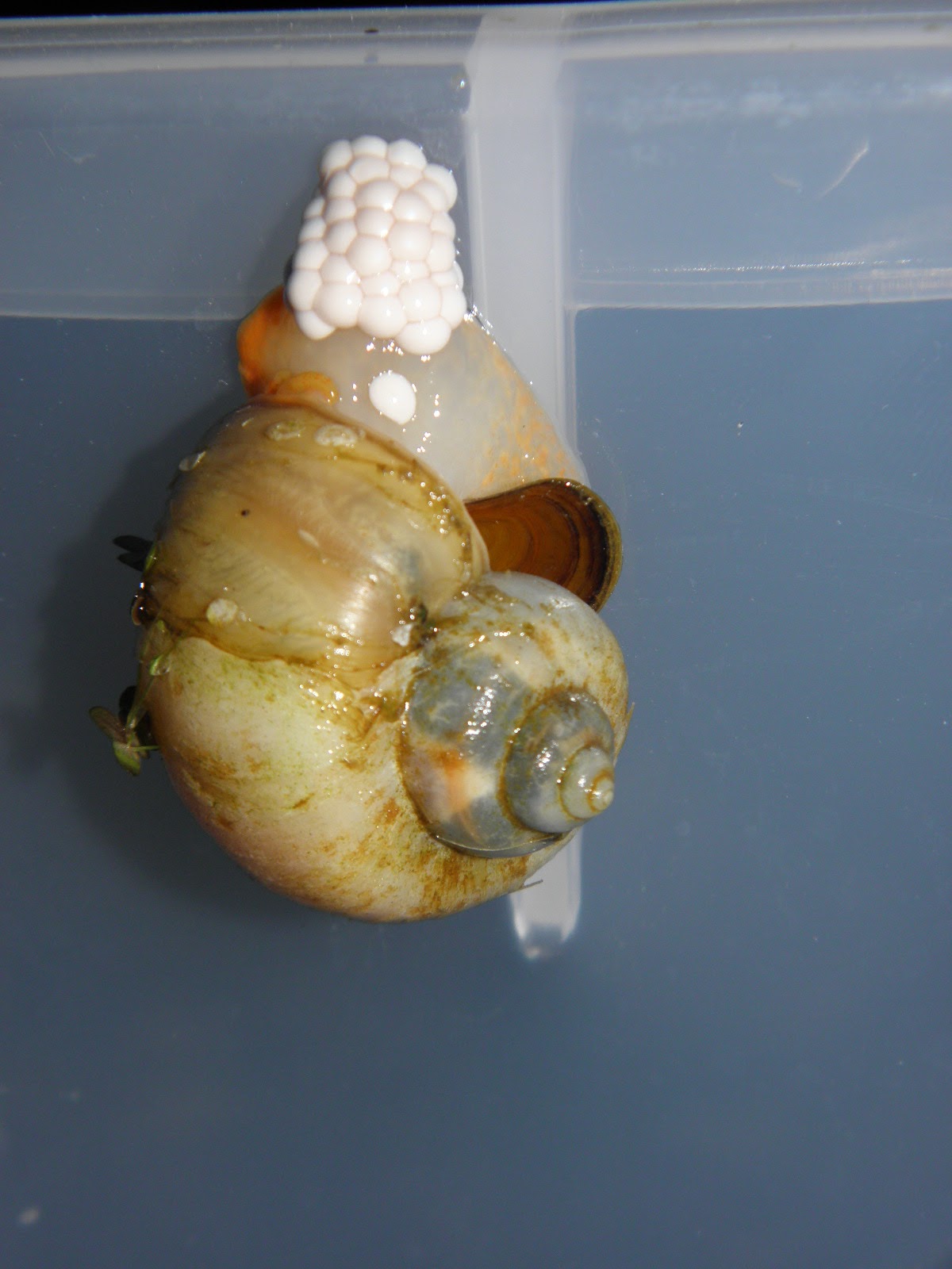 Mystery Snails My First Snail Eggs!