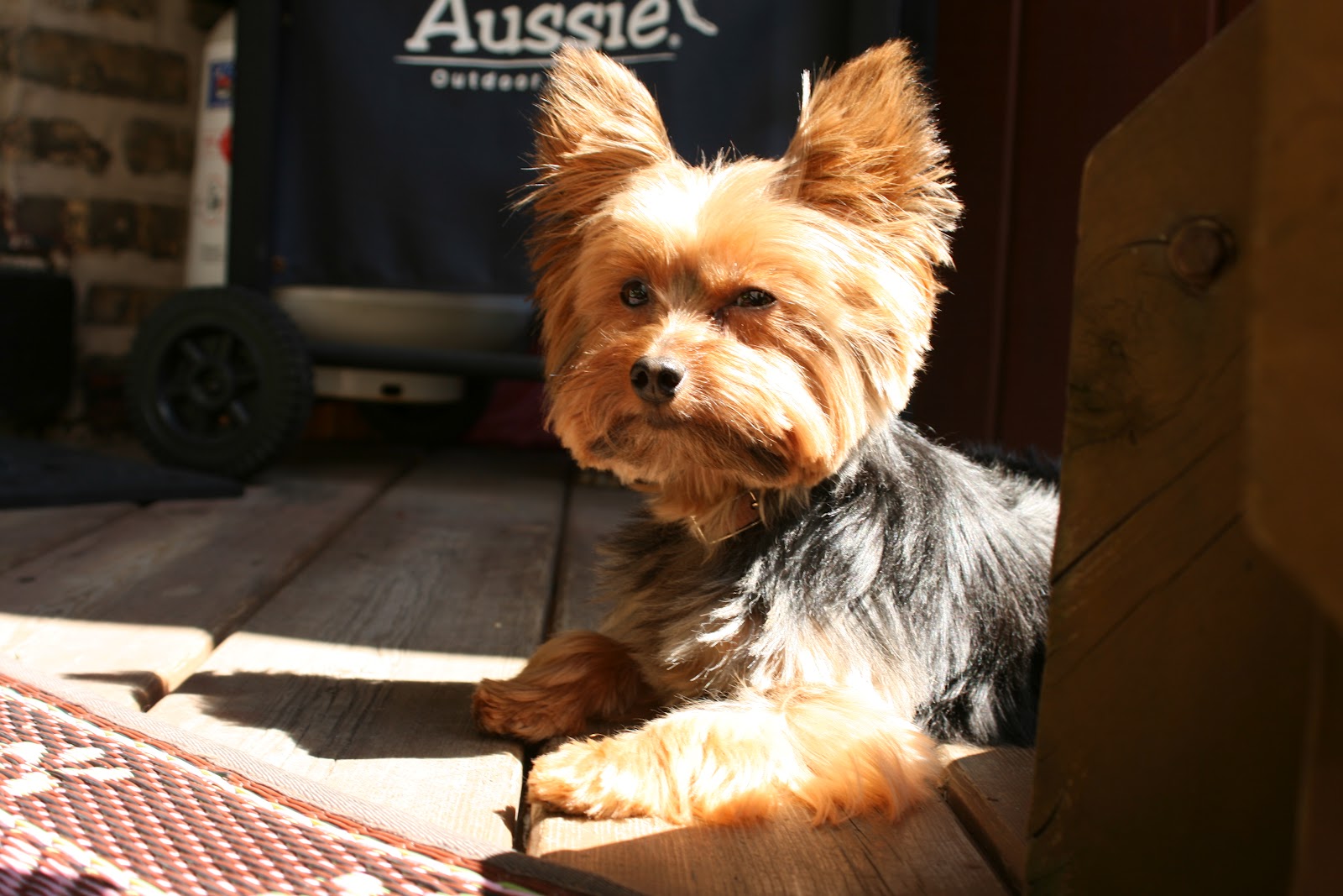 Miniature Yorkshire Terrier Dog Days of Yorkie Summer in Chicago