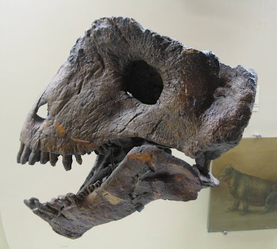 craneo de Ulemosaurus