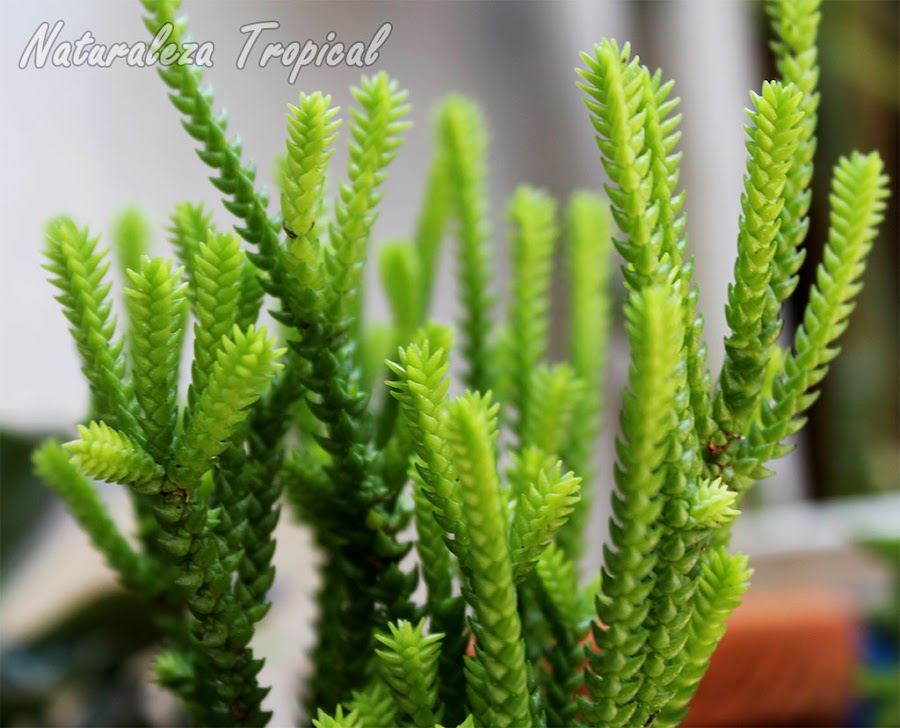 Vista lateral del Cordón de San José, Crassula muscosa o Crassula lycopodioides