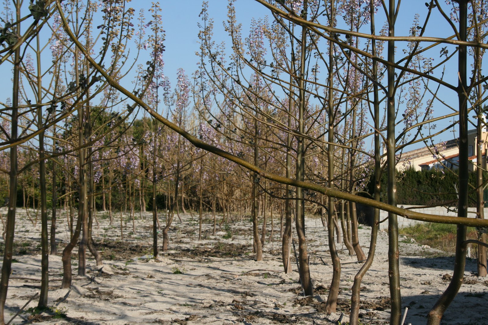 . Cultivos energéticos