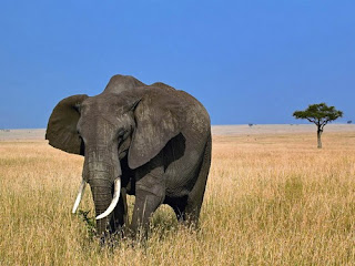 binatang terbesar di dunia - Gajah Afrika