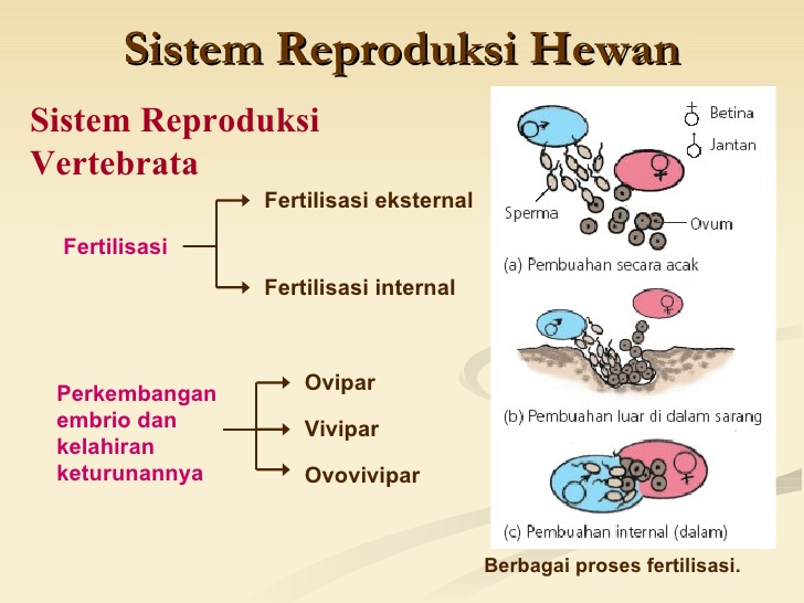 Informasi Seputar Dunia Hewan: Sistem Reproduksi Pada Hewan Vertebrata