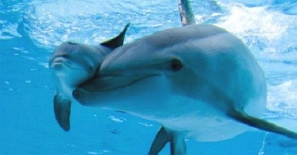 Cara Berkembang Biak Lumba Lumba Referensi Bebas