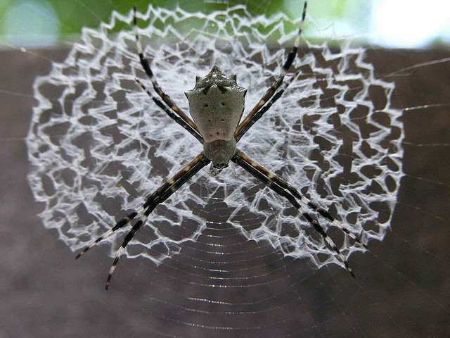 The Spiders That Decorate Their Own Webs