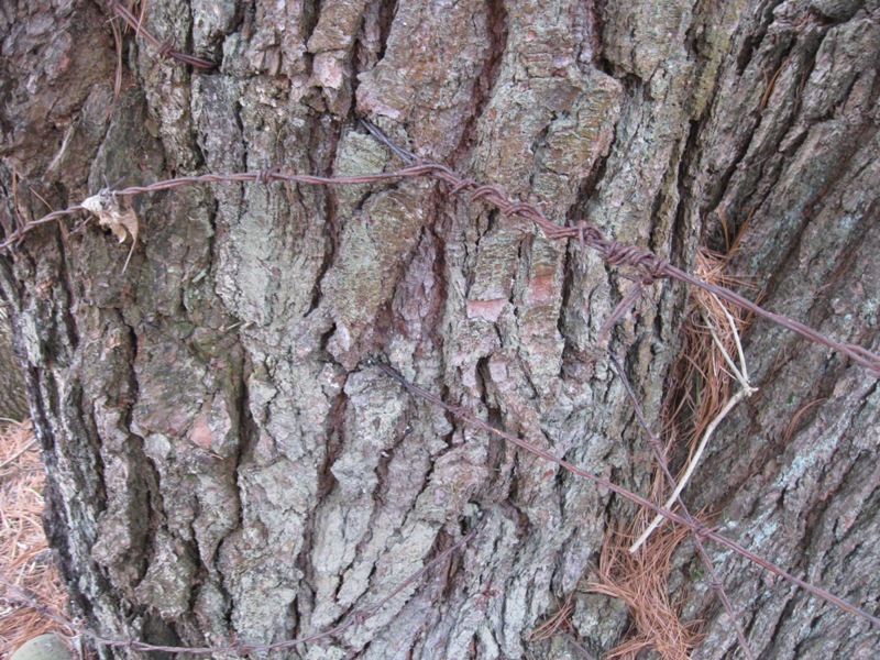 Plants and Stones Tree Killers