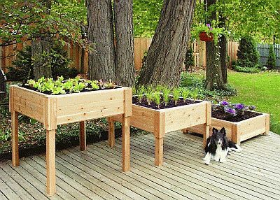 Table Top Gardening - Pinterest Gardening