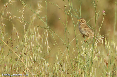 Cruixidell (Emberiza calandra)