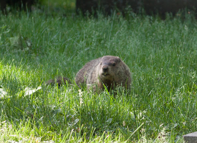 Groundhog - Greenwood Cemetery, New York