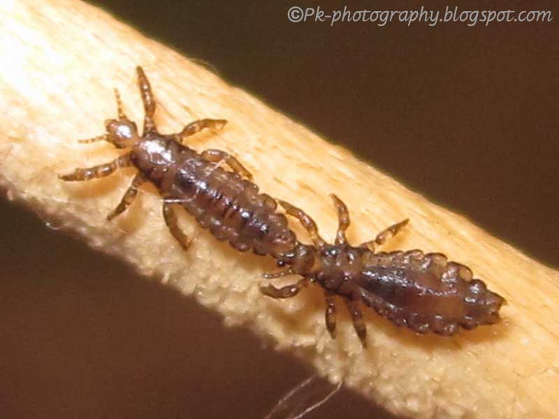 Head Lice Pictures 104