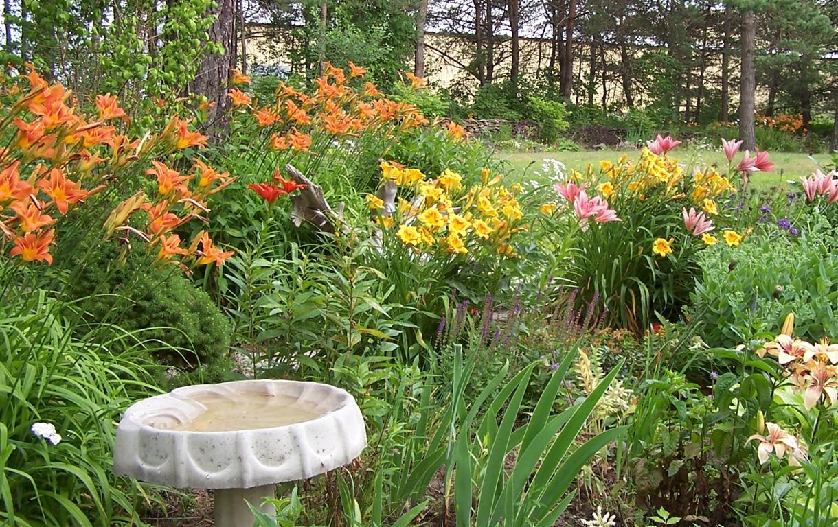 Perennial Passion Ditch Lilies