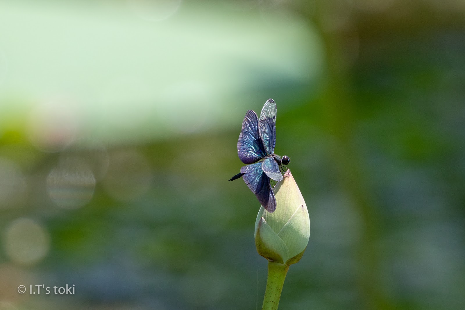 I.T's toki Wild Bird Photos: 蓮の花とチョウトンボ