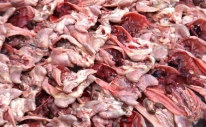China food scandal: Rat meat sold as lamb meat 