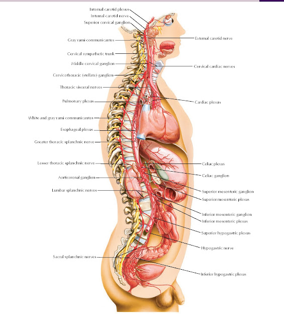 Sympathetic Nervous System: General Topography Anatomy