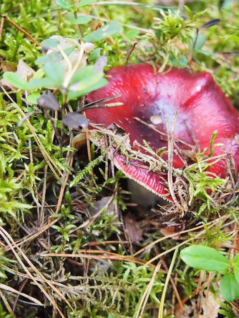 A dark red mushroom in moss in Lithuania