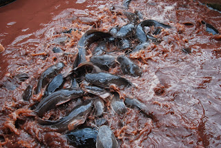 budidaya ayam kampung