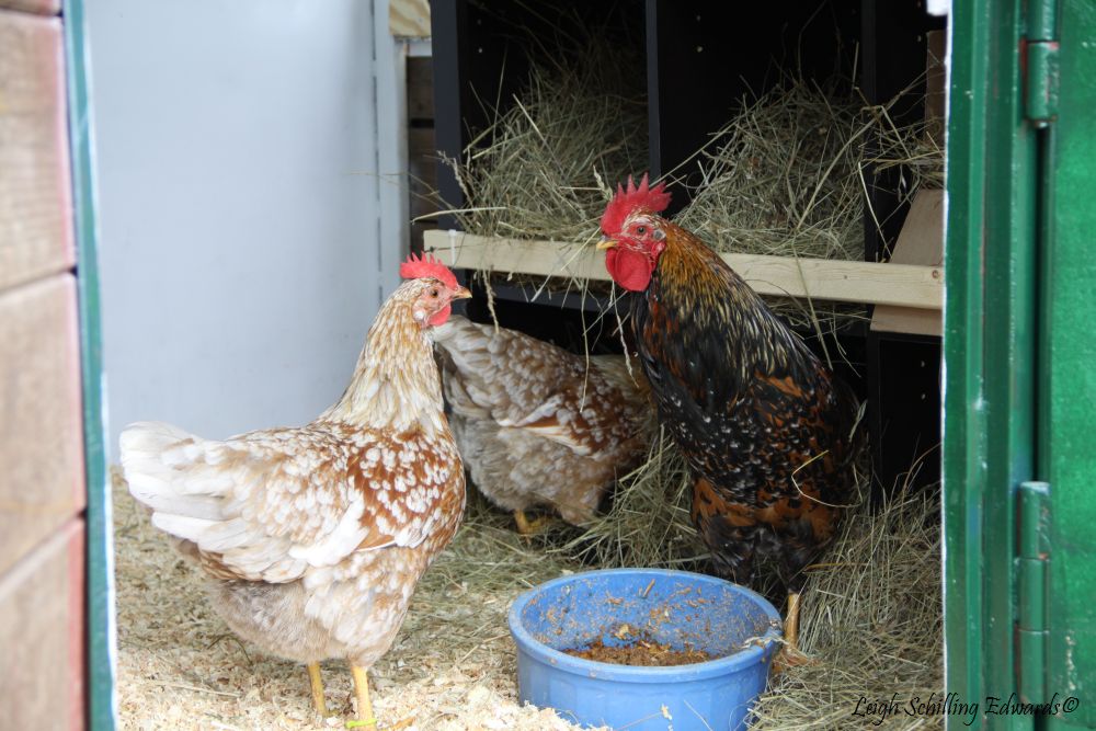 Natural Chicken Keeping: How Much Coop and Run Space Do I Need?