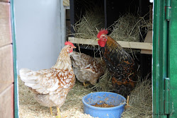 chicken space coop much need run per natural nesting box bantam ground sq ft keeping boxes nest bird lf