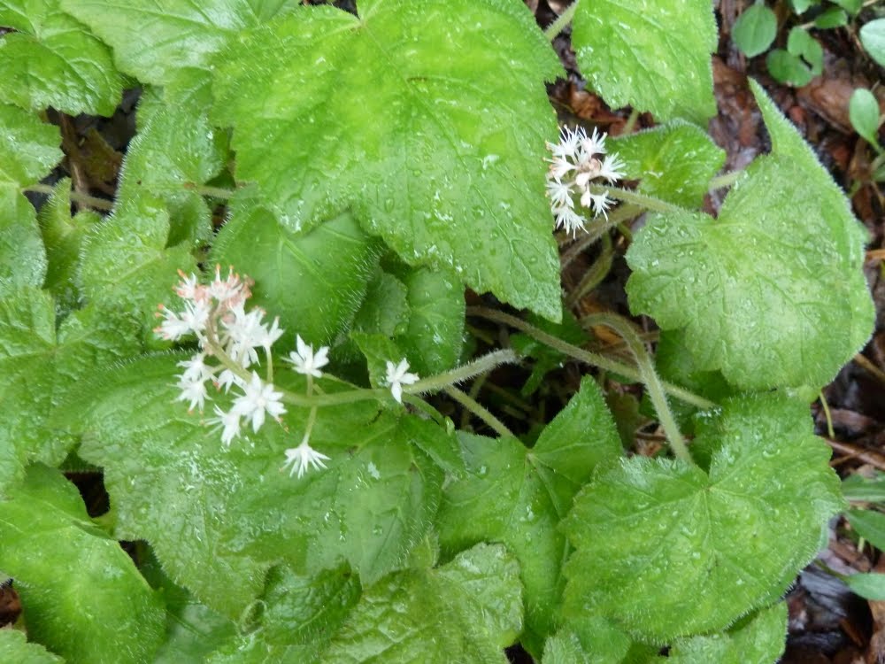 Midwest Native Plants, Gardens, and Wildlife Suburban Blooms