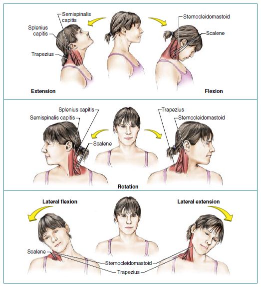 rasa-yoga-cafe-neck-stretches