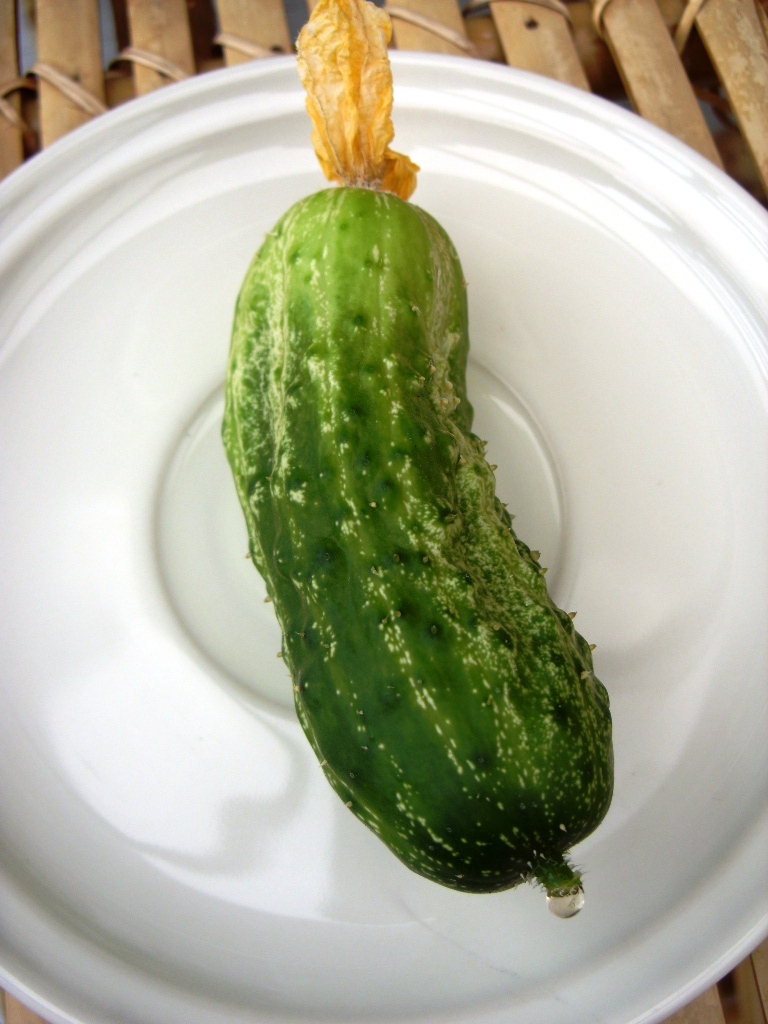 Kelli's Northern Ireland Garden How does your Cucumber taste?