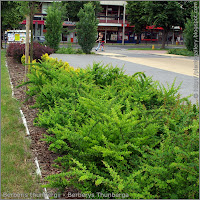 Berberis thunbergii  example of the application    - Berberys Thunberga przykład zastosowania