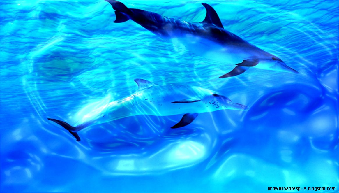 Free Live Wallpaper for PC   WallpaperSafari