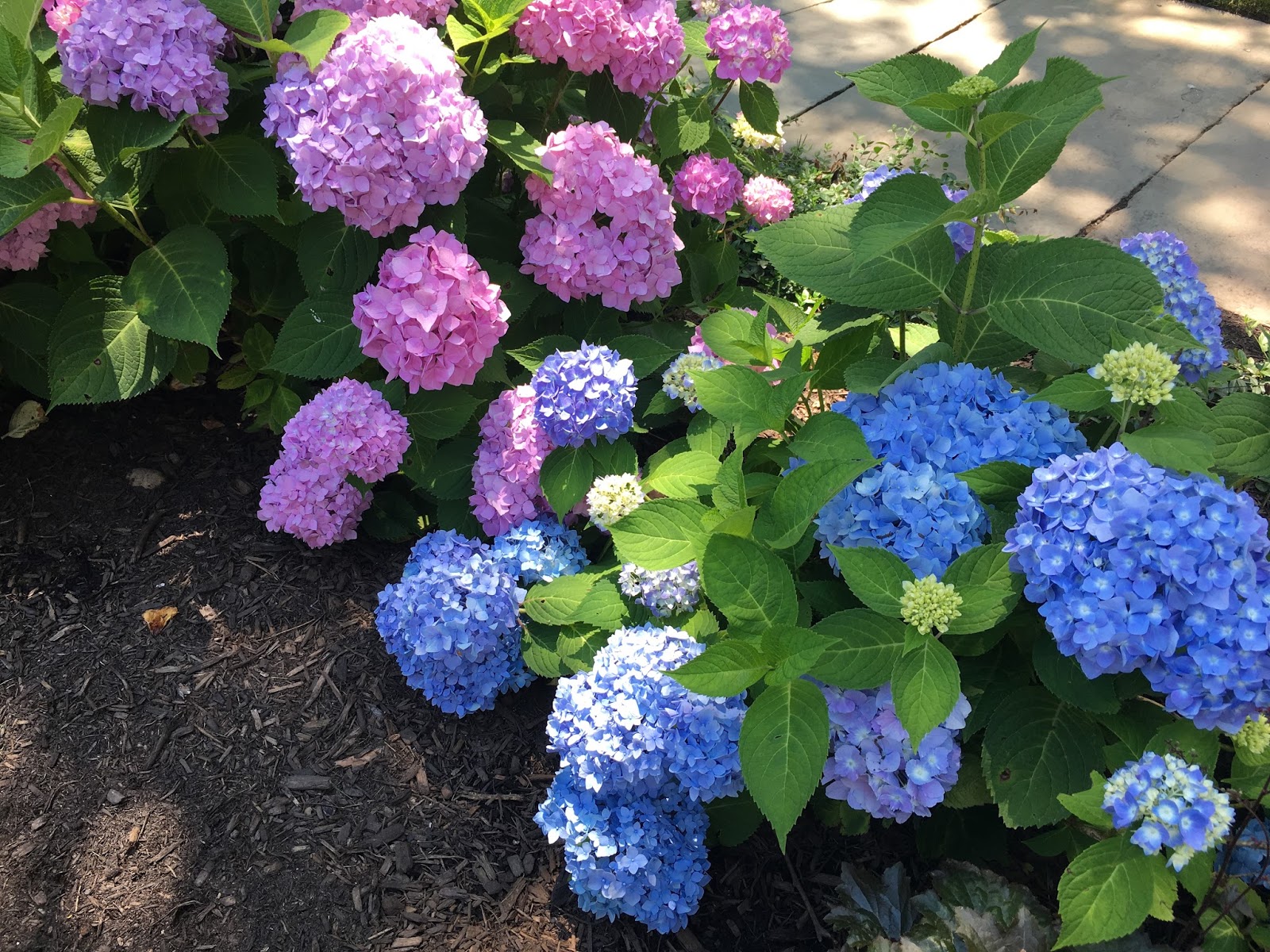 Limelight Hydrangeas In Bloom