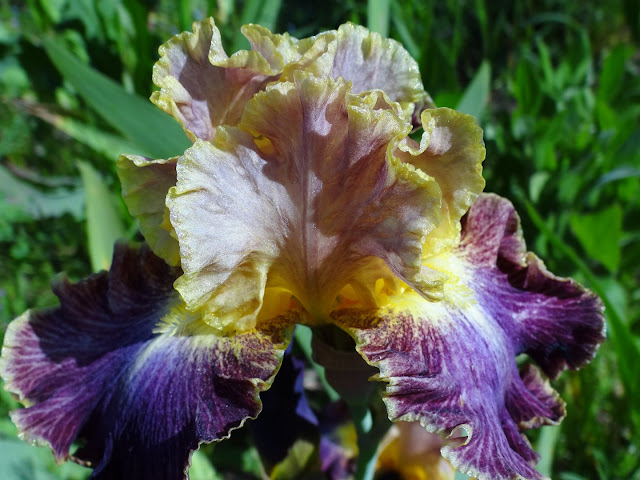 Floraisons 2016 de nos grands iris barbus et Bilan - Page 2 DSC07413