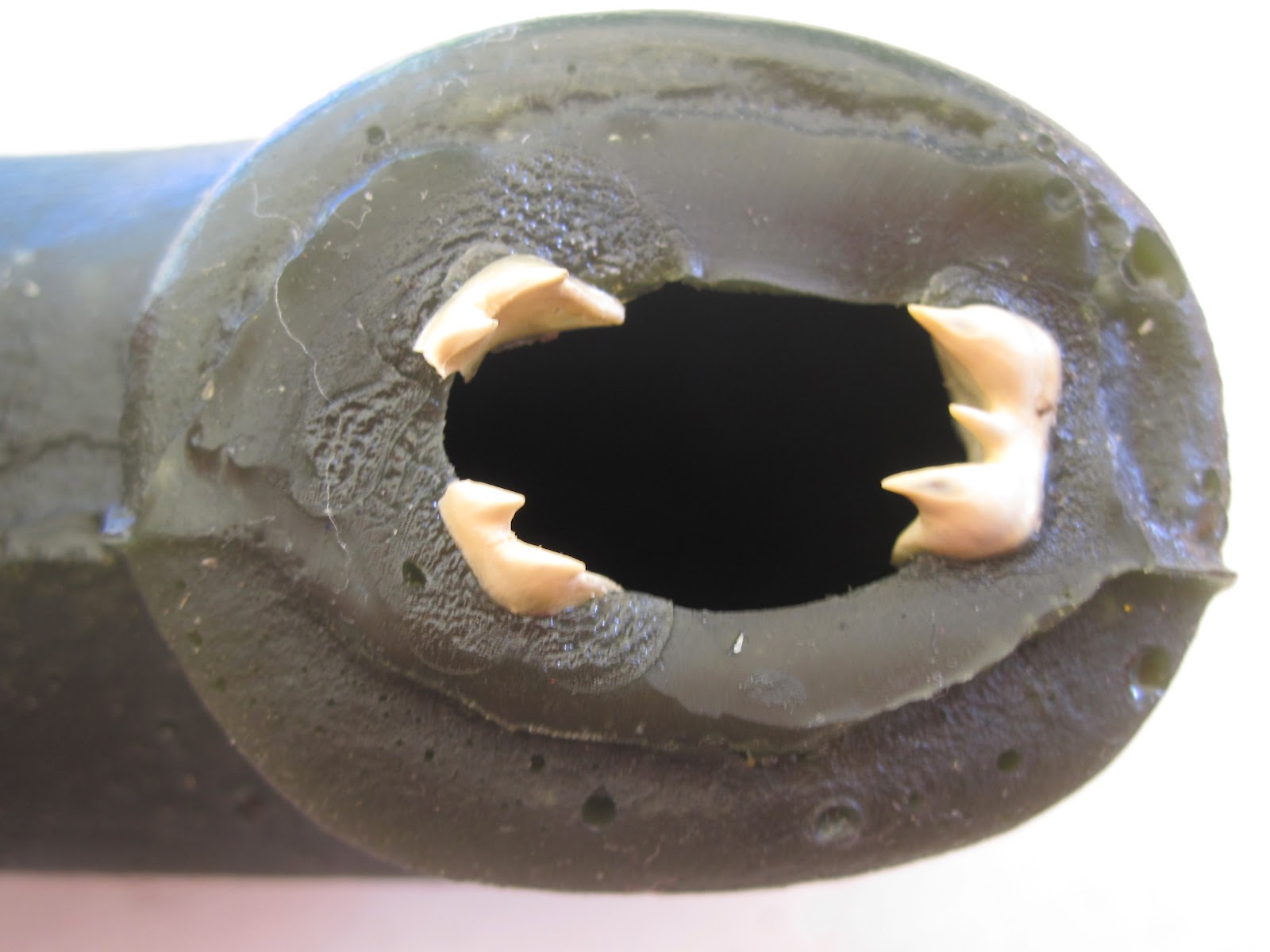 Dear Lucy and Henry Lamprey summit