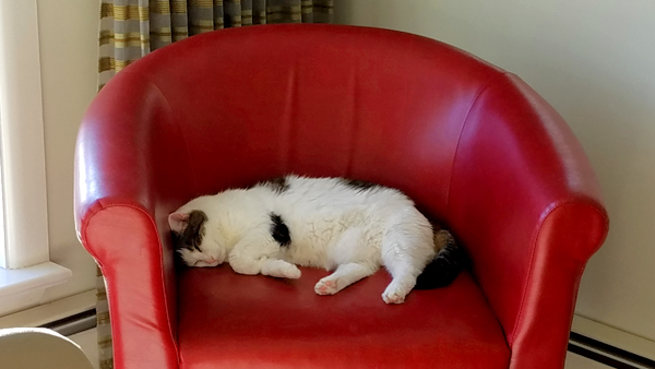 image of Olivia the White Farm Cat sleeping in a red chair