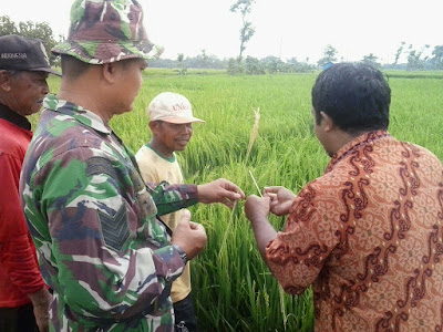 BABINSA SAMBIREJO BERSAMA MANTRI TANI CEK HAMA WERENG BABINSA SAMBIREJO BERSAMA MANTRI TANI CEK HAMA WERENG