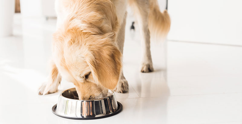  Votre chien mange trop vite ? C'est un glouton !